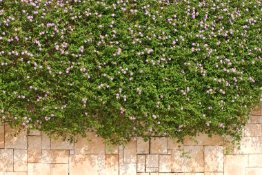 Verbena boş çiçek duvar üzerine