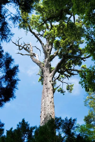 Borovice strom a modrá obloha — Stock fotografie