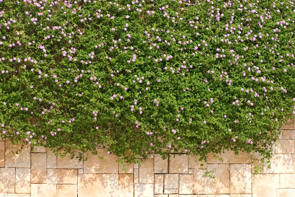Вербена гибридная цветок на стене — стоковое фото
