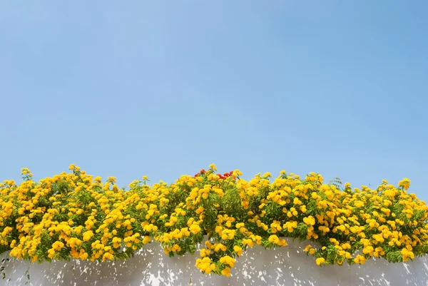 Žlutá lantana květiny na zeď — Stock fotografie