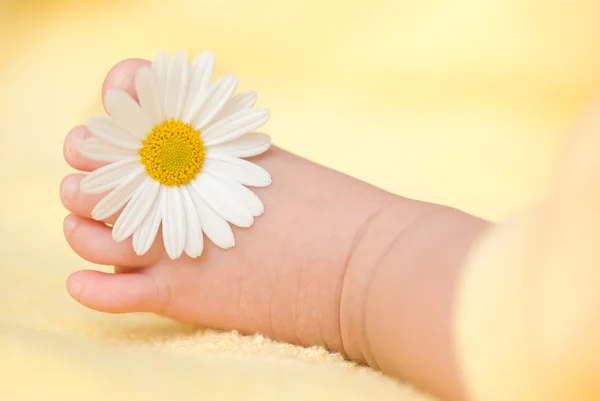 Lovely Infant Foot Little White Daisy — Stock Photo, Image