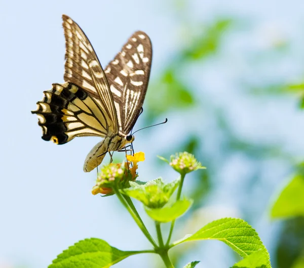 Kolorowe Swallowtail Motyl Pływające Karmienia Pod Błękitne Niebo — Zdjęcie stockowe