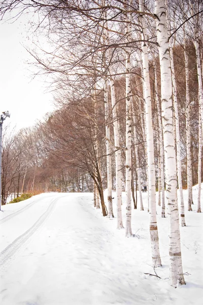 stock image Road and aspen tree covered by snow