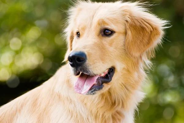Złoty Pies Myśliwski Trzymać Swój Język Powrotem Lekkie Miękkie Tło — Zdjęcie stockowe