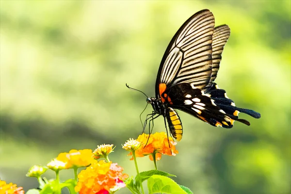 Brillante Mariposa Cola Golondrina Alimentándose Flores Jardín —  Fotos de Stock