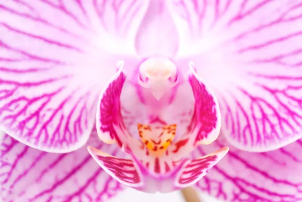 Orchid Prachtige Interieur Graan Bloeiende Phalaenopsis Bloem Phalaenopsis Spp — Stockfoto