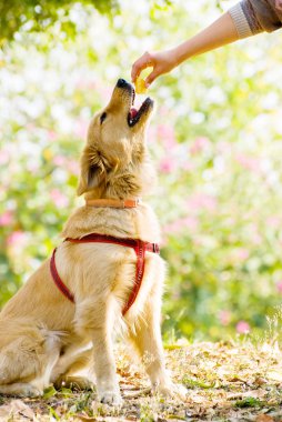 Golden retriever zitten op grasland en accepteren van apple stuk