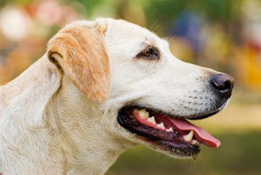 Labrador retriever köpek onun dil uzat