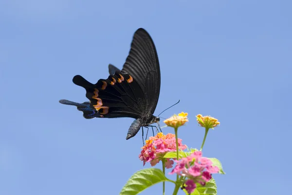 Mariposa Cola Golondrina Alimentándose Coloridas Flores Papilio Bianor Thrasymedes Papilionidae —  Fotos de Stock