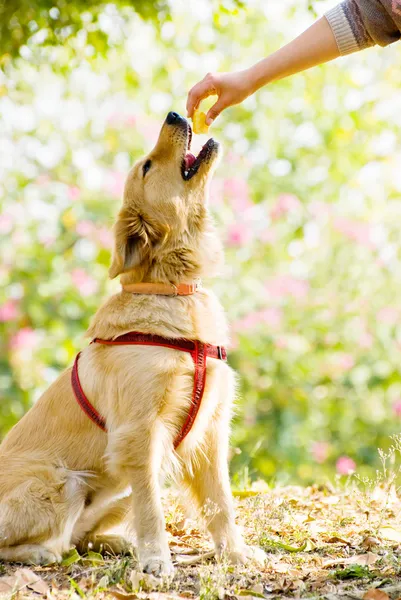 Złoty pies myśliwski usiąść na użytki zielone i przyjąć kawałek jabłka — Zdjęcie stockowe