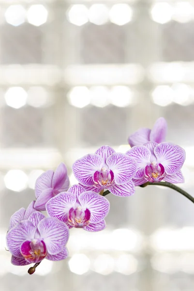 Blühende Orchideenblumen mit sonnigem Licht im Glasfenster — Stockfoto
