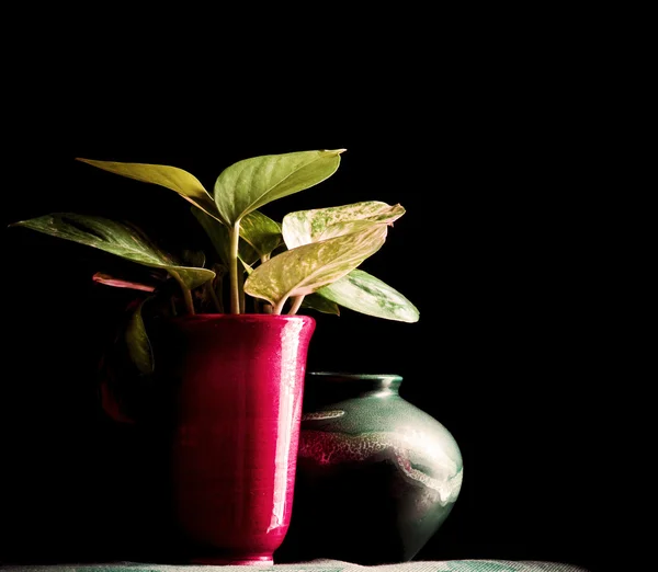 stock image Green plant in Chinese pottery, Golden pothos (Scindapsus aureus)