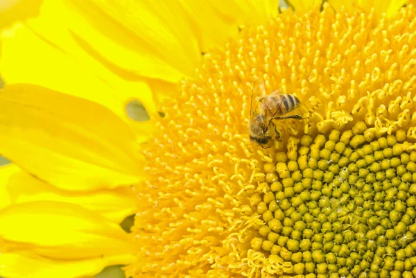Рабочая пчела и красивый цветущий подсолнух — стоковое фото