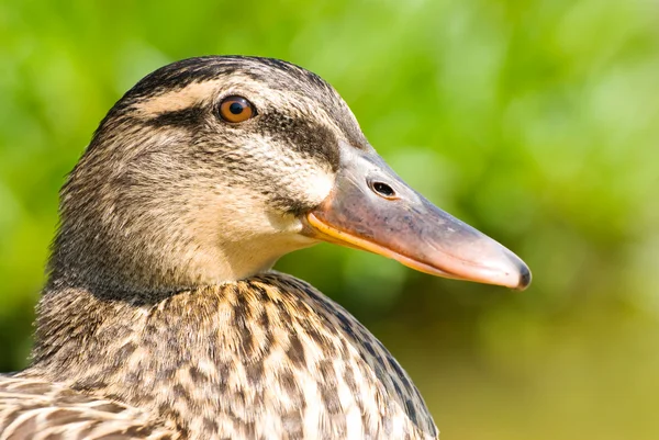 Face Female Wild Duck Maleness Mallard — Stock Photo, Image