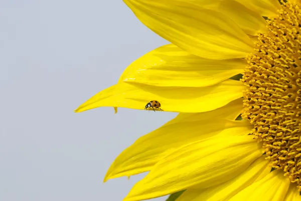 Kleine Rote Marienkäfer Auf Blühender Sonnenblume — Stockfoto
