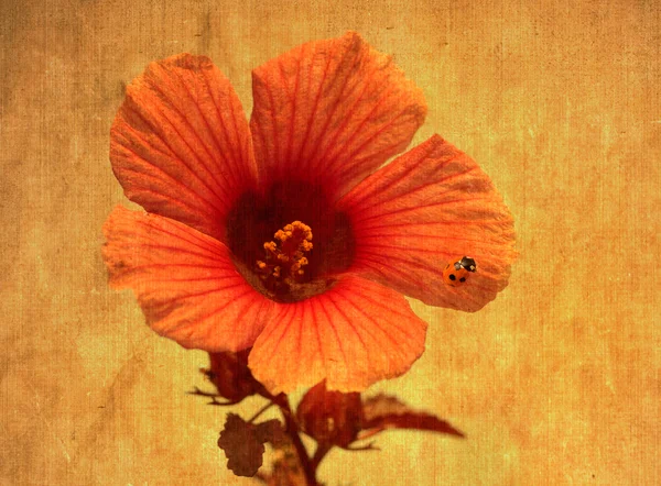Flor florescente com pequena joaninha vermelha — Fotografia de Stock