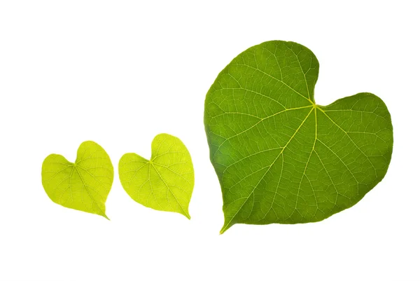 Přírodní list s krásné srdce pattern — Stock fotografie