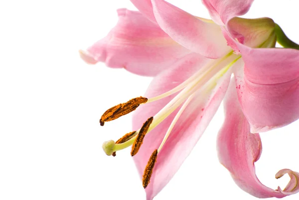 Giglio rosa in fiore — Foto Stock
