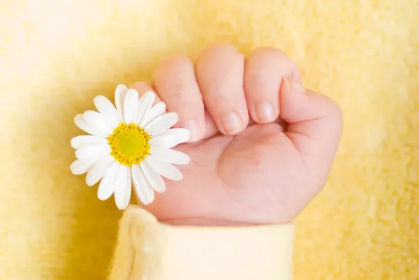 Lovely infant hand with little white daisy — Stock Photo, Image
