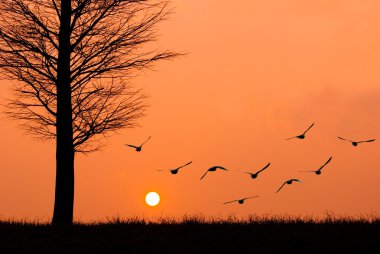 Birds fly to the sun. clipart