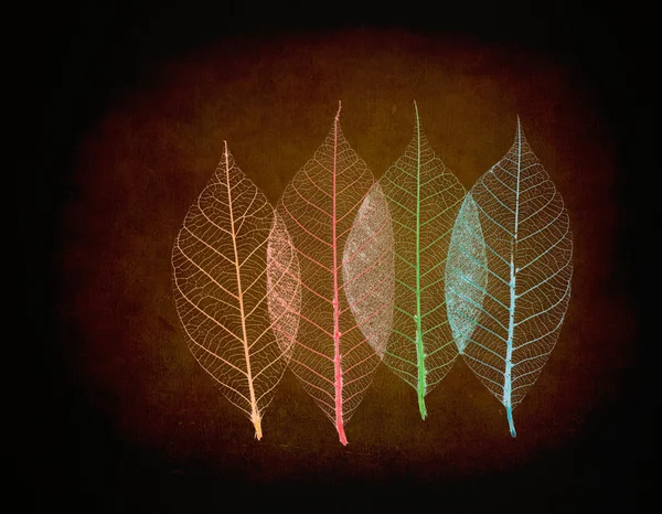 Prawdziwy liść z żyły szczegółów i różne kolory — Zdjęcie stockowe