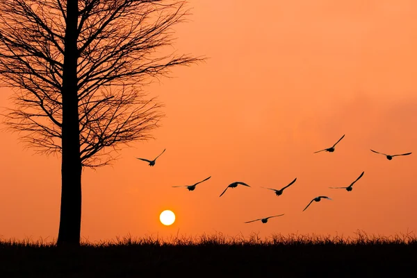 stock image Birds fly to the sun.