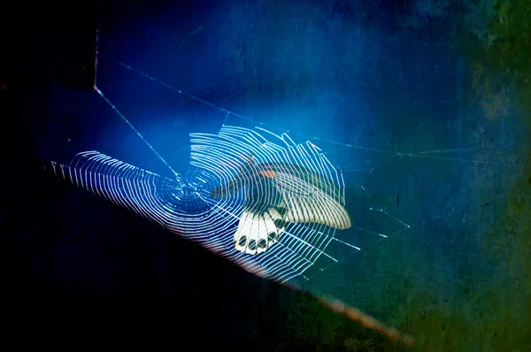 Butterfly be caught in a spider web — Stock Photo, Image
