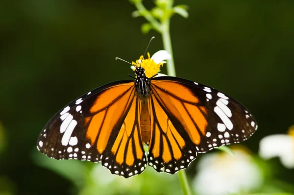 Бабочка раскрывает крылья и кормит — стоковое фото