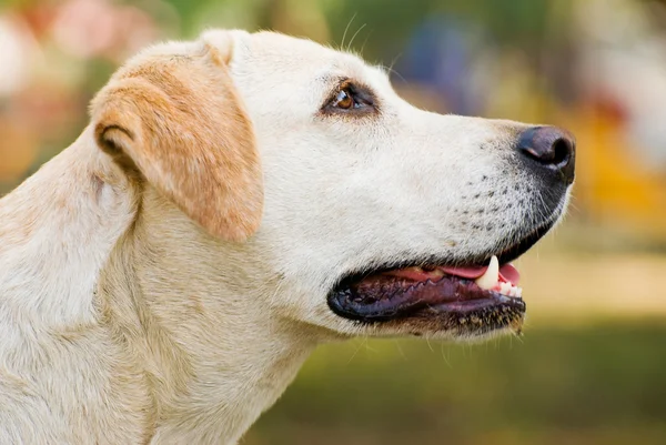 Labrador retriever hund porträtt utomhus — Stockfoto