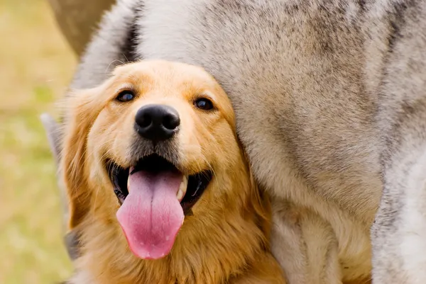 Złoty pies myśliwski grać z psem husky — Zdjęcie stockowe