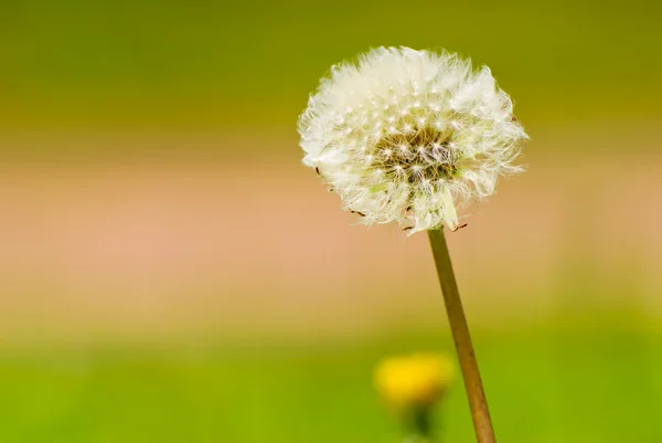 Dandelion seeds is unfolding — Stock Photo, Image