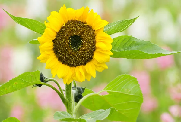 Jediné kvetoucí slunečnice — Stock fotografie