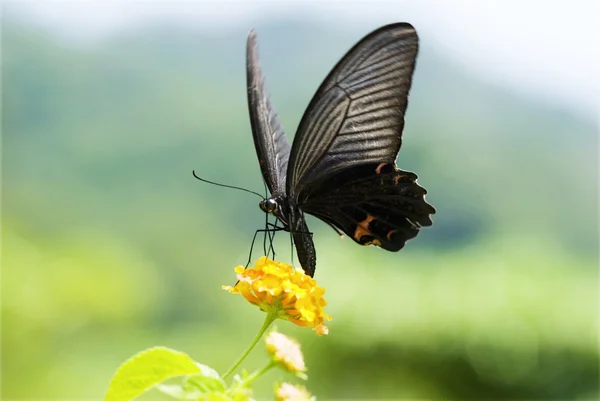 Big swallowtail butterfly flying — Stock Photo, Image