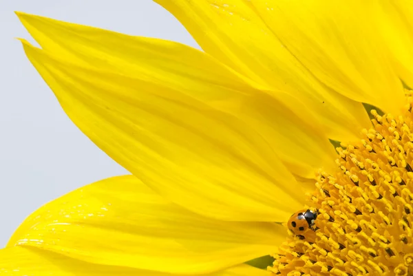 Red lady bug on blossoming sunflower — Stock Photo, Image