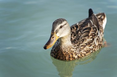 balaton Gölü üzerinde yaban ördeği