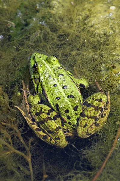 Съедобная лягушка в болоте — стоковое фото