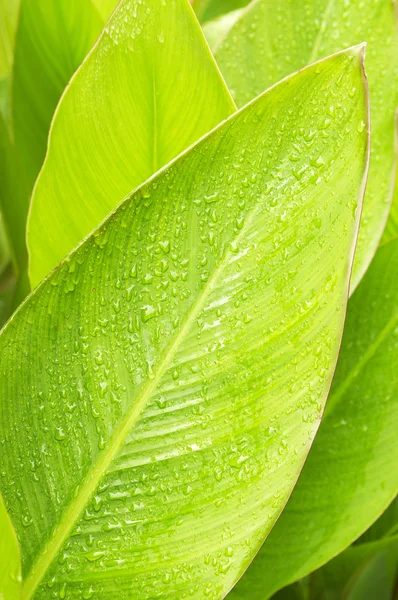 stock image After the rain