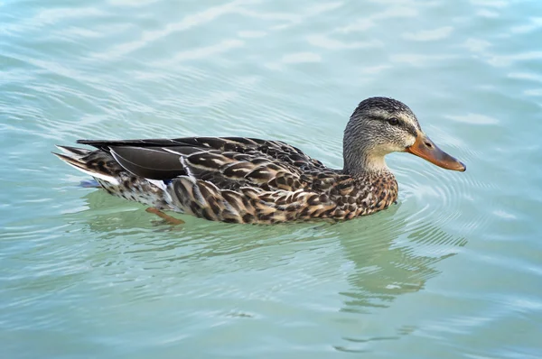 stock image Beautiful wild duck