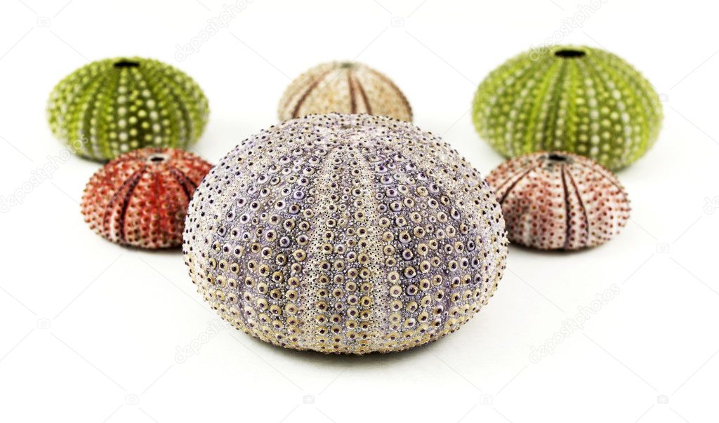 Colorful sea urchins
