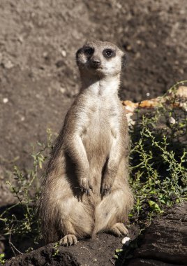 suricate saati sona erdi.