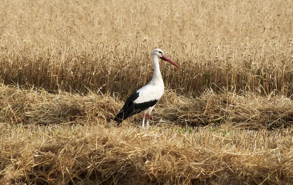 Stock image Stork in wheat field