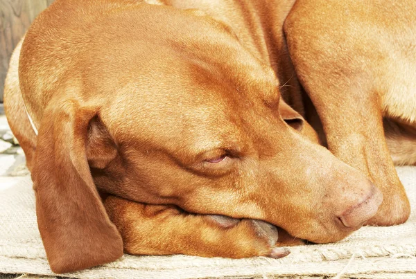 stock image Hungarian vizsla is sleeping in front of the door