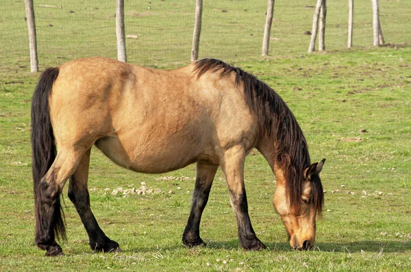 Koń Gospodarstwie — Zdjęcie stockowe