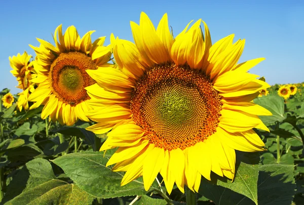 stock image Sunflowers in sunshine