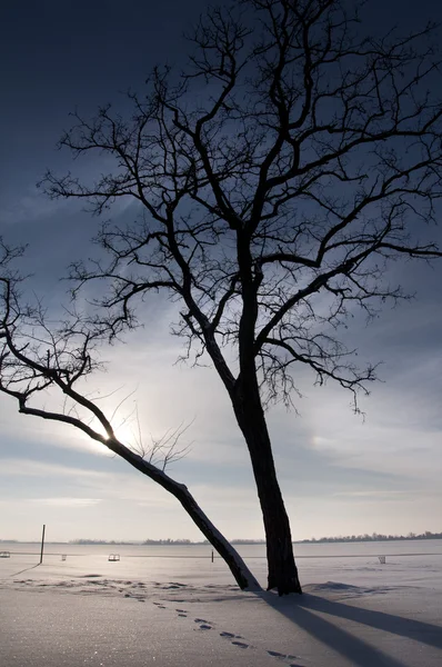 穏やかな冬の木 美しい青い空と素敵な雲のフィールドで Lanscape — ストック写真