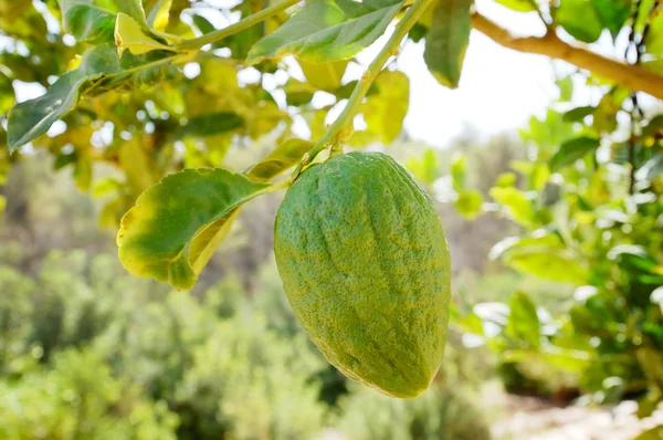 Etrog (citron) på en gren Royaltyfria Stockbilder