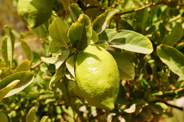 Etrog (citron) on a branch — Stock Photo, Image