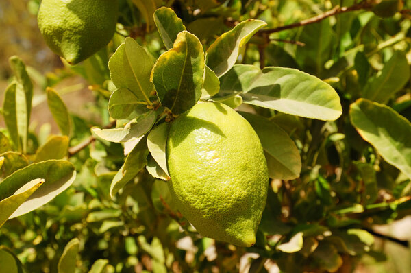 Etrog (citron) on a branch