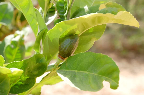 Etrog (citron) em um ramo . — Fotografia de Stock