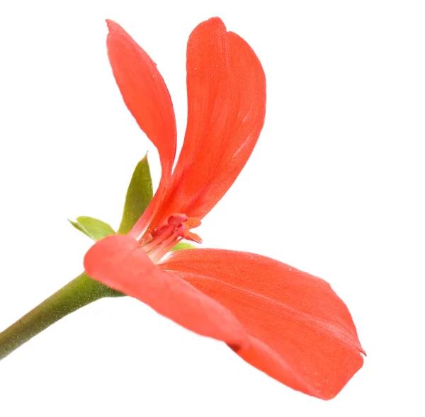 红色天竺葵 — 图库照片